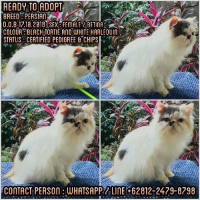 READY PERSIAN PEDIGREE JUNIOR