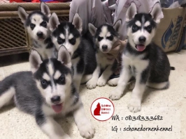 5 Anakan Siberian Husky