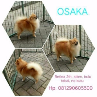 Pomerian Lucu Lincah