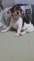 Chihuahua Maroon jantan 2 bulan
