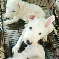 Bull Terrier jantan & betina
