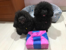 Pacak Poodle Hitam Stmb keturunan Taiwan (Sake & Mocca), sangat cute & Ganteng 😍👍