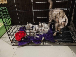 Snow Bengal Non ped