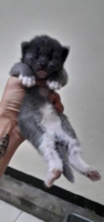 Open booking adopt anakan himalaya x bsh