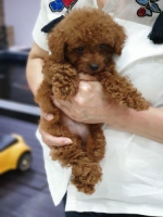 RED POODLE APRICOT 2MONTHS FEMALE