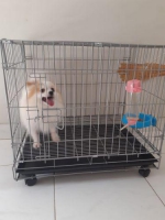 supermini pom 2 tahun betina