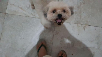 Anjing Pomshitzhu sehat lincah makan lahap gemuk