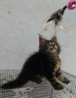 Mainecoon jaminan istimewa garansi asli maine coon bkn persia himalaya ragdoll bsh