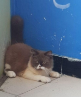 kucing persia jantan 5 bln