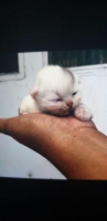 Kucing peranakan scotish fold dan british sorthair usia(4 bulan)