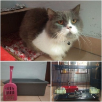 Kucing persia ori jantan umur 1thn lengkap dengan peralatan