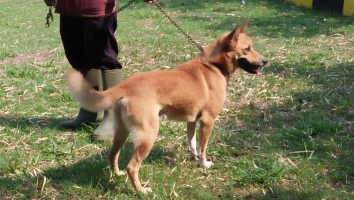 Anjing Belgian Malinois sudah Vaksin