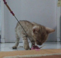 Pure bengal snow istimewa bukan maine coon persia atau himalaya bsh