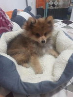 anakan pomeranian jantan