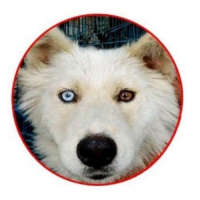 Husky Mix Kintamani bermata unik (langka)