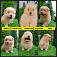 anakan anjing pomeranian 2 anak (1 jantan dan 1 betina ) good quality aktif lincah sehat dan pintar vaksin stambum perkin resmi dan obat cacing