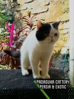 Junior Persia Exotic Pedigree