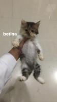 Persia Anakan sehat lincah