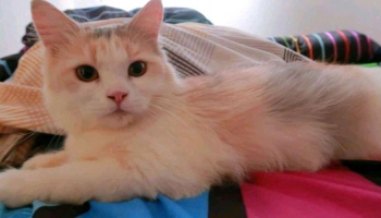 Kucing persia betina 1 tahun 3 warna sehat manja