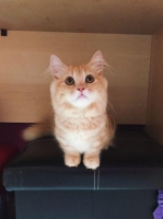 Munchkin Minuet Napoleon Betina Manja (Paket)