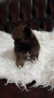 Minipom puppies cute