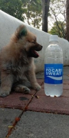 Anjing mini pomeranian stambum,tato & vaksin lengkap!