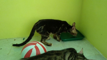 2 kitten bengal motif sheeted umur lima bulan