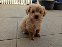 2 ekor tiny poodle jantan dan betina