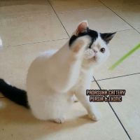 READY PERSIAN EXOTIC PEDIGREE