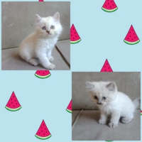 Kucing himalaya kitten