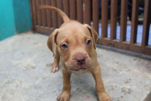 5 EKOR JANTAN ANJING PITBUL PUPPIES SUDAH VAKSIN