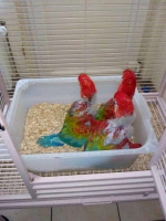 Aneka burung macaw murah
