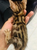 Bengal pure breed. Anakan ada 6 ekor. Saat ini umur masih 2 bulan. Photo by request. Lokasi kelapa gading, jakarta utara