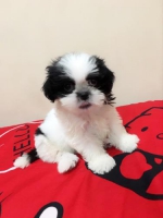 Anjing Shih tzu baby lucu, gembul & Vaksin Lengkap!