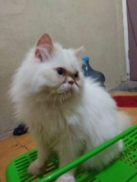 Persia peaknose 7 bulan vitamin rutin