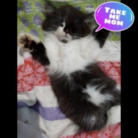 Kucing Persia Jantan