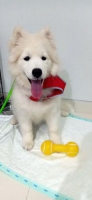Anjing Samoyed ras zamosky vaksin lengkap dan stambun silsilah jelas