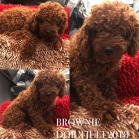 Red Toy Poodle Stambum, Vaksin, Murah