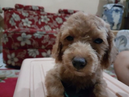 Puppy Poodle Stambun, Vaksin, Sehat