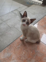 Kucing Himalaya Blue Eyes