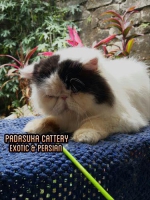PEJANTAN PEAKNOSE EXTREM KIMPOY PEDIGREE