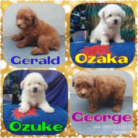 4 Ekor Red & White Toy Poodle Stambum Vaksin