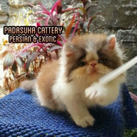 READY KITTEN PERSIAN