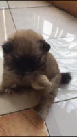 Anak Anjing Shitzu Mixxed Pomerian Betina Sehat