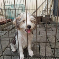 ANJING MALTESE X BEAGLE WILAYAH SURABAYA