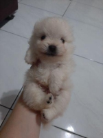 2 ekor minipom snow white lengkap dengan stambum dan vaksin