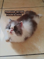 KITTEN PERSIAN NON PEDIGREE RASA PEDIGREE