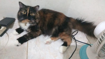 Persia long hair . Vaksin rabies lengka
