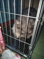 19 september ini 1 tahun, kucing sehat , lincah makannya royal canin..harga sdh termasuk kandang dll..nego santai