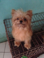 2 Ekor Pomeranian mix shih tzu